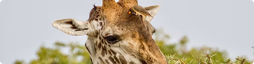 April - May season safari image