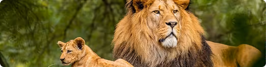 December - March season safari image
